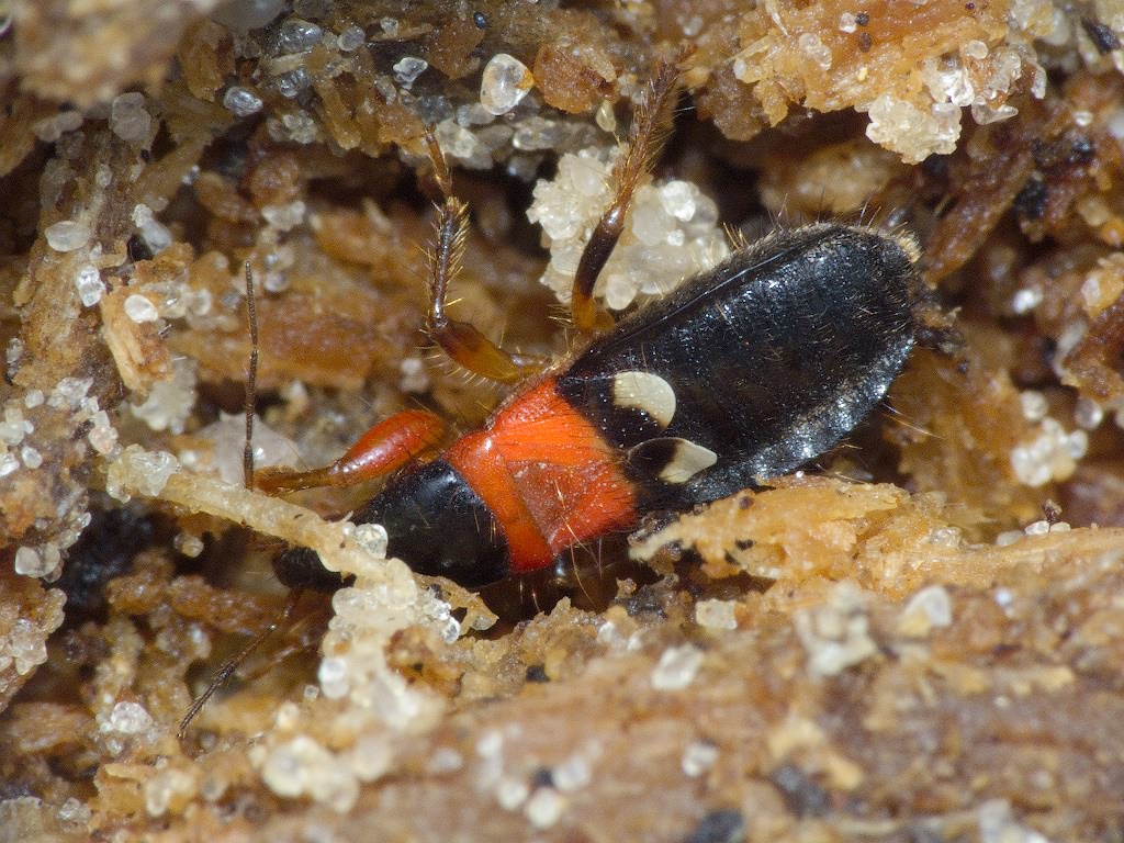 Prostemma sanguineum (Rossi, 1790)